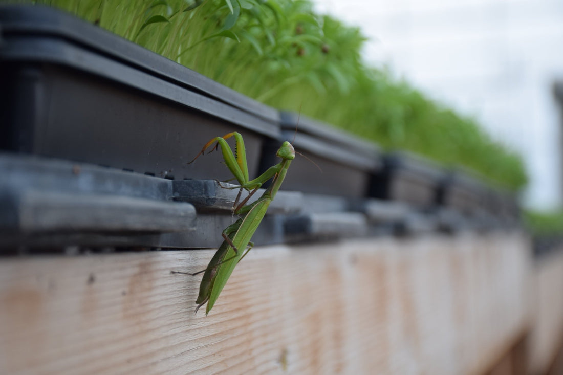 Is Agriculture Sustainable?