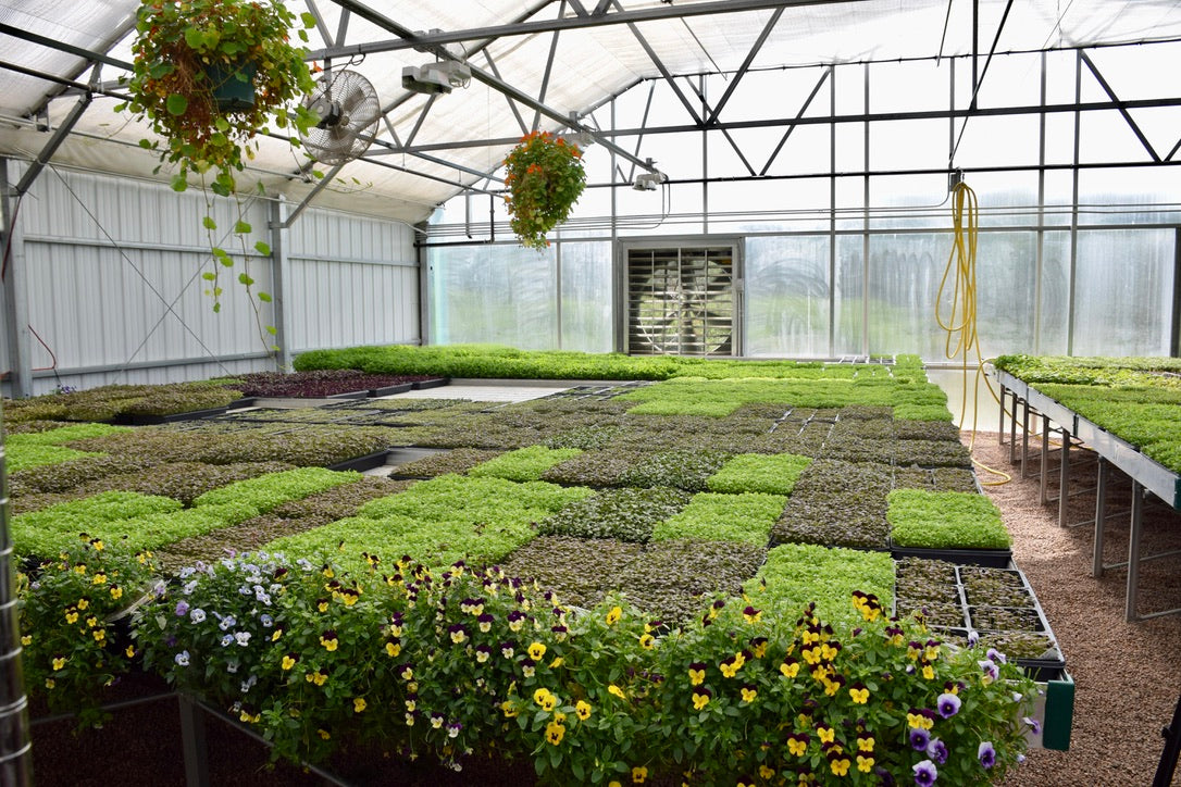 Best Seller Bundle (Whole Leaf) - 4 pack BeMicro