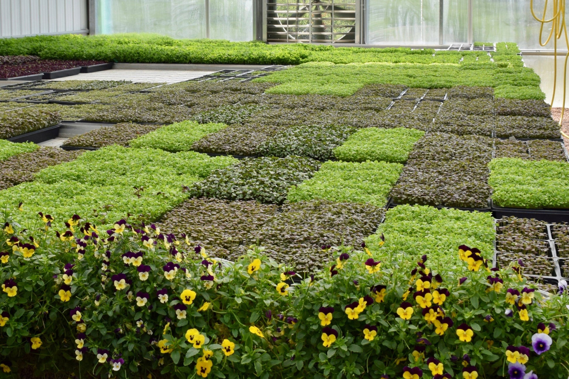 Best Seller Bundle (Whole Leaf) - 2 Pack BeMicro