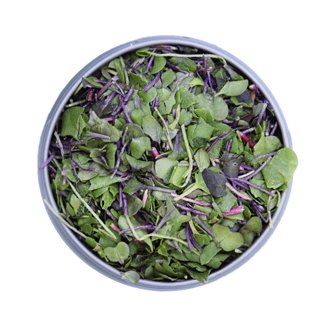 Valentine Bundle - *Limited Time Only!* BeMicro