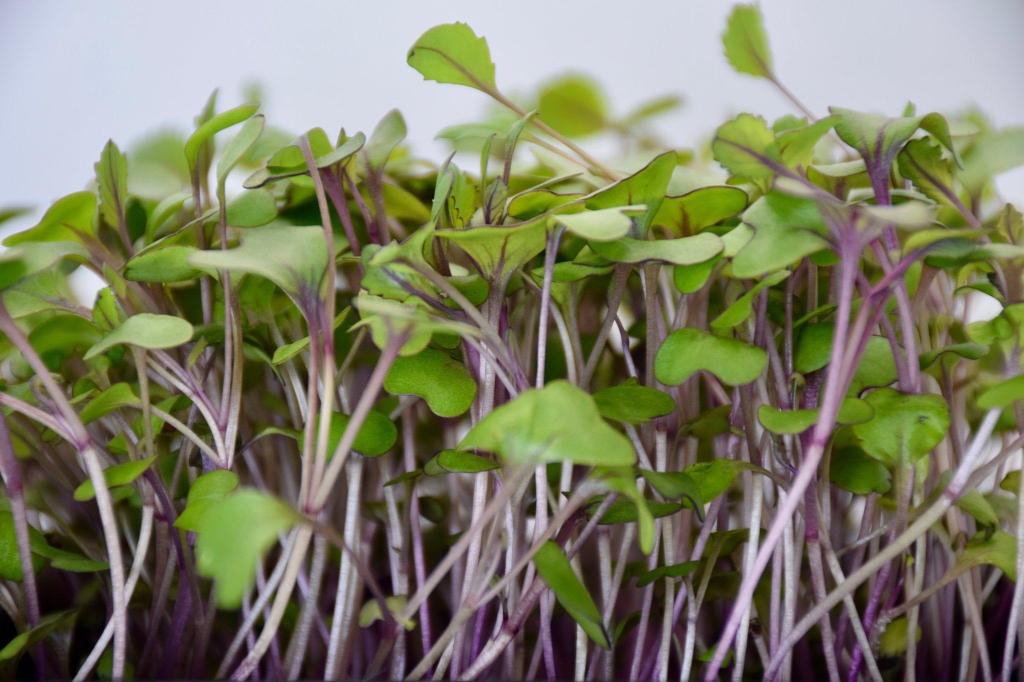 Cabbage Booster BeMicro