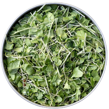 2026 New Year Bundle BeMicro