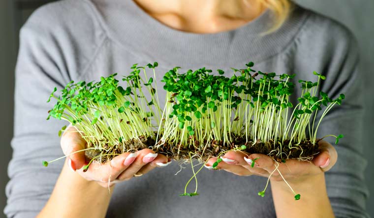 microgreens