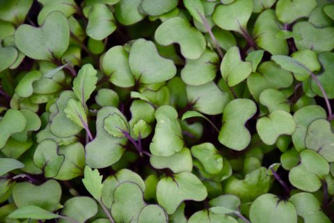 Red Cabbage Microgreens 101 – BeMicro
