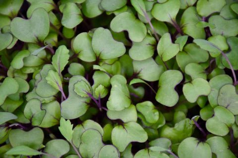 Red Cabbage Microgreens 101