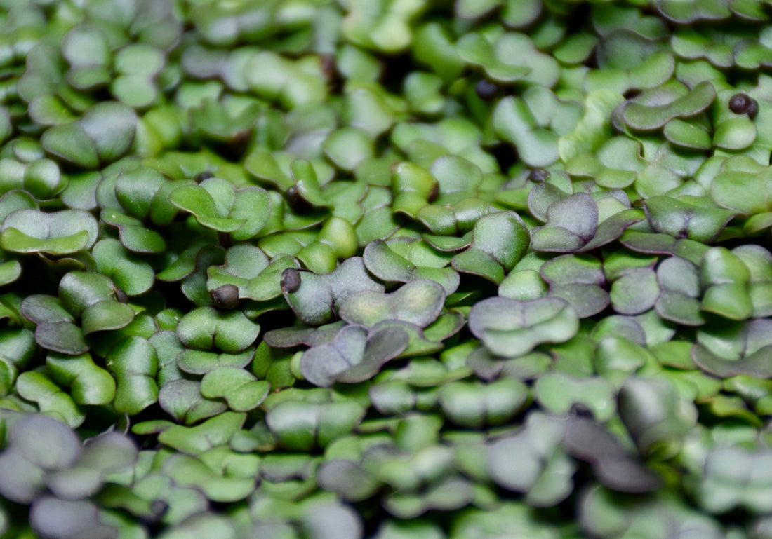 Broccoli microgreens