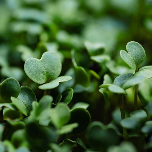 Why We Freeze-Dry Our Microgreens