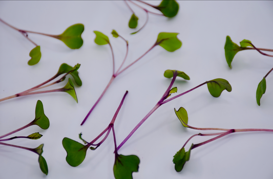 Red Cabbage Microgreens 101