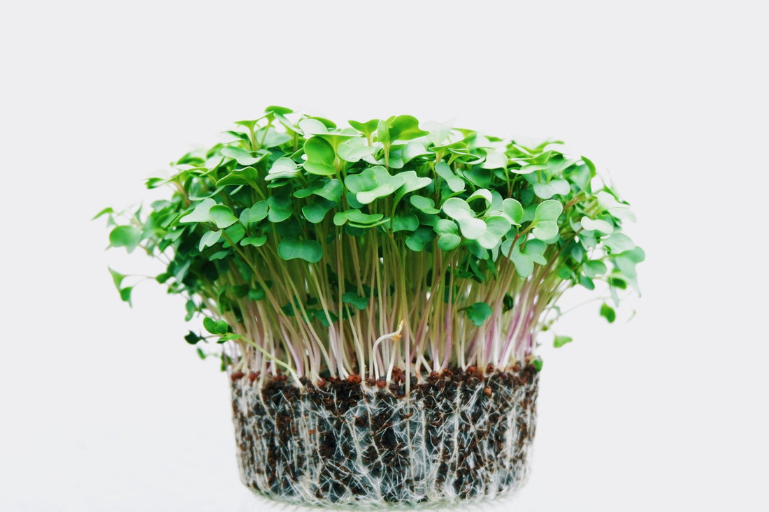 Broccoli microgreens