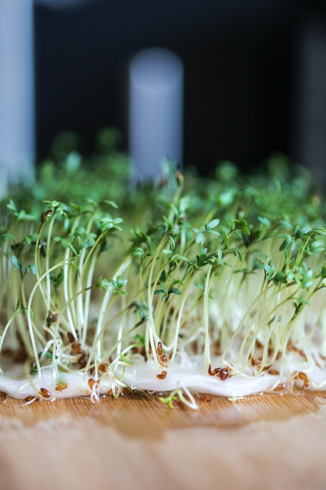 Broccoli microgreens