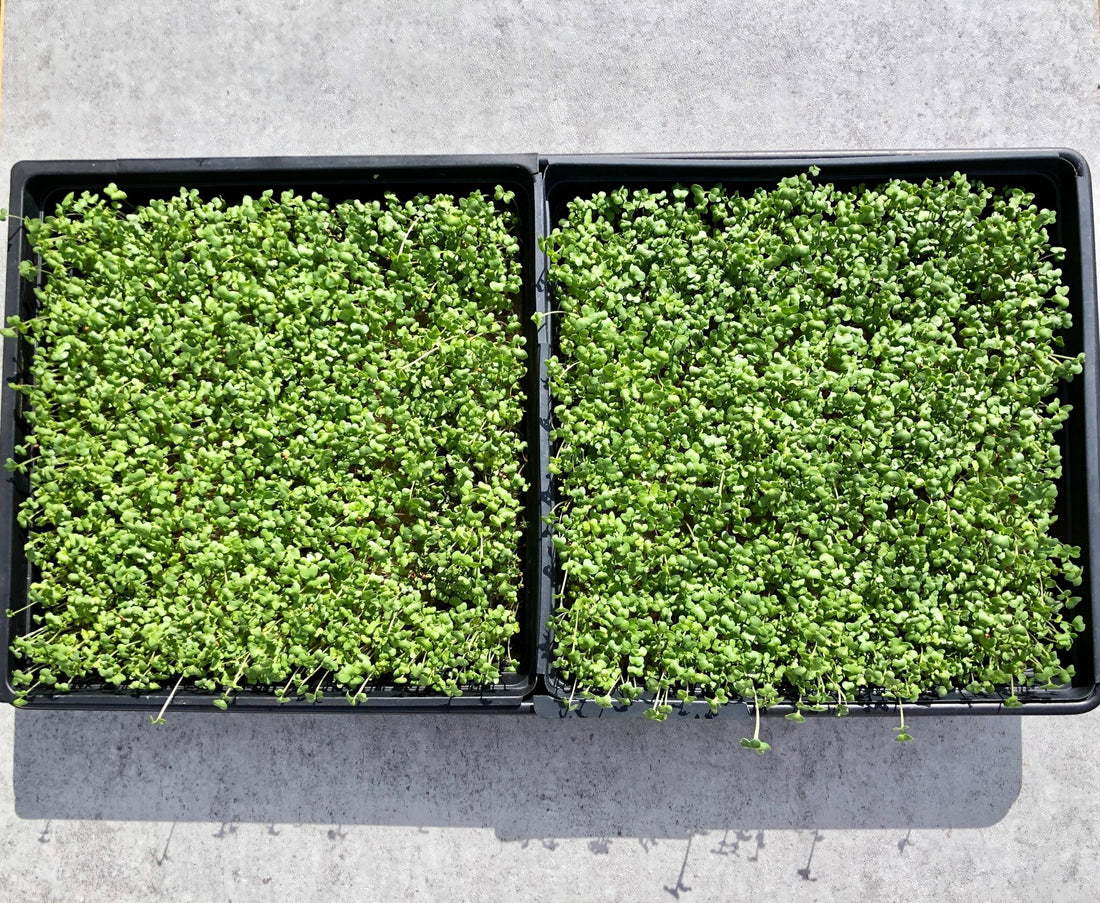 Healthy Trends 2024: The Benefits of Microgreens