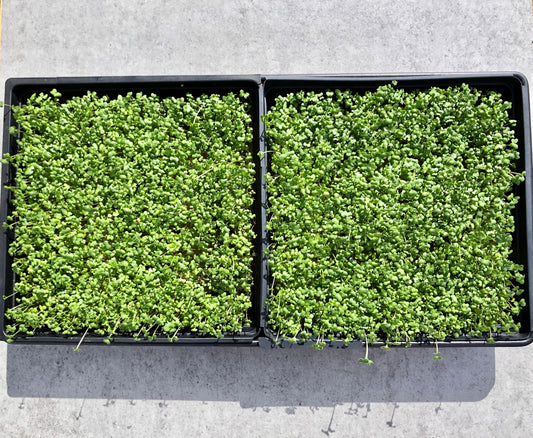 Healthy Lifestyles for 2020: The Health Benefits of Microgreens