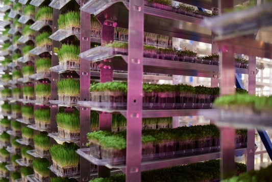 Vertical farming microgreens